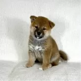 柴犬(標準サイズ)