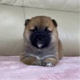 柴犬(標準サイズ)