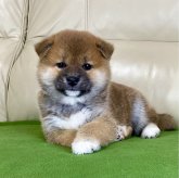 柴犬(標準サイズ)