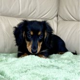 ミニチュアダックスフンド(ロング)