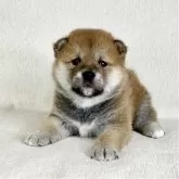 柴犬(標準サイズ)