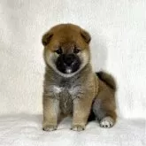 柴犬(標準サイズ)