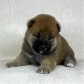 柴犬(標準サイズ)