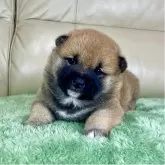 柴犬(標準サイズ)