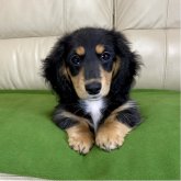 ミニチュアダックスフンド(ロング)