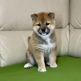 柴犬(標準サイズ)【茨城県・女の子・2025年1月29日・赤】の写真2