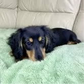 ミニチュアダックスフンド(ロング)【茨城県・女の子・2025年8月10日・ブラック&タン】の写真5