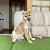 柴犬(標準サイズ)【茨城県・男の子・2024年8月2日・赤】の写真3