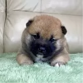 柴犬(標準サイズ)【茨城県・女の子・2025年11月1日・赤】の写真3