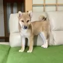 柴犬(標準サイズ)【茨城県・男の子・2024年8月2日・赤】の写真7