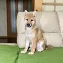 柴犬(標準サイズ)【茨城県・男の子・2024年8月2日・赤】の写真9