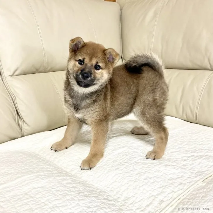 ID：2307-04079の子犬