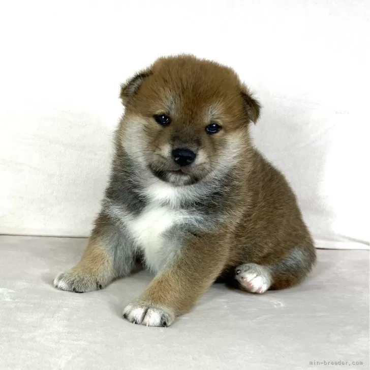 ID：2404-03854の子犬