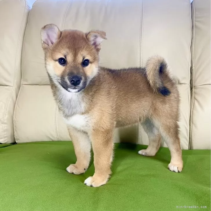 ID：2404-03851の子犬