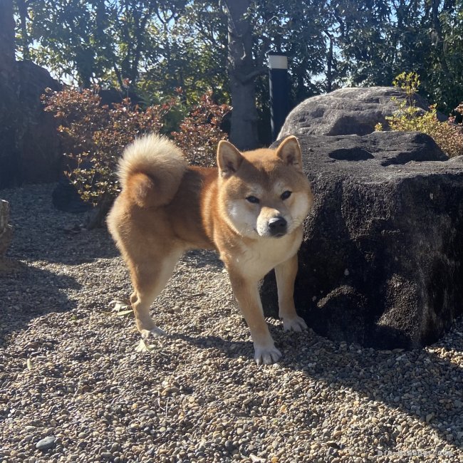 柴犬【・男の子・2023年1月23日・赤】