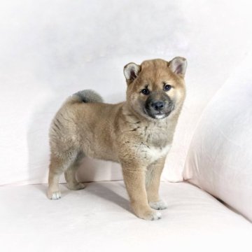 柴犬(標準サイズ)【茨城県・女の子・2022年11月29日・赤】の写真「父JKCチャンピオン✨両親遺伝子検査クリアです❣️」