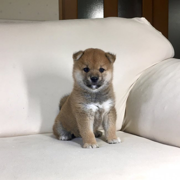 柴犬(標準サイズ)【茨城県・男の子・2022年5月5日・赤】の写真「両親JKCチャンピオン✨遺伝子検査クリア❣️」