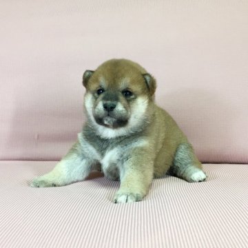 柴犬(標準サイズ)【茨城県・女の子・2022年1月13日・赤】の写真「母JKCチャンピオン✨両親共に遺伝子検査クリア❣️」