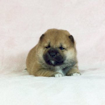 柴犬(標準サイズ)【茨城県・男の子・2020年12月4日・赤】の写真「父インターナショナルチャンピオン✨遺伝子検査クリア」