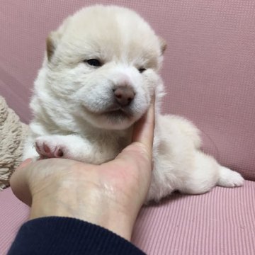 柴犬(標準サイズ)【茨城県・女の子・2021年11月6日・白】の写真「両親共に、良血統✨遺伝子検査クリア❣️」