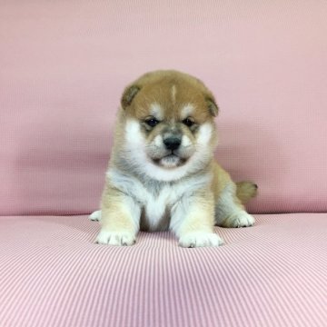 柴犬(標準サイズ)【茨城県・女の子・2022年1月13日・赤】の写真「母JKCチャンピオン✨両親共に遺伝子検査クリア❣️」