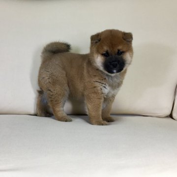 柴犬(標準サイズ)【茨城県・男の子・2021年11月14日・赤】の写真「父JKCチャンピオン✨両親共に遺伝子検査クリア❗️」