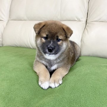 柴犬(標準サイズ)【茨城県・男の子・2023年7月6日・赤】の写真「ママJKCチャンピオン✨両親遺伝子検査クリア❗️」