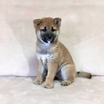柴犬(標準サイズ)【茨城県・男の子・2021年11月14日・赤】の写真「父JKCチャンピオン✨両親共に遺伝子検査クリア❣️」