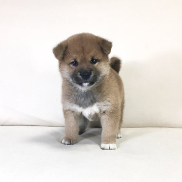 柴犬(標準サイズ)【茨城県・女の子・2022年4月18日・赤】の写真「母2021ロイヤルカナンアワード受賞犬✨良血統！！」