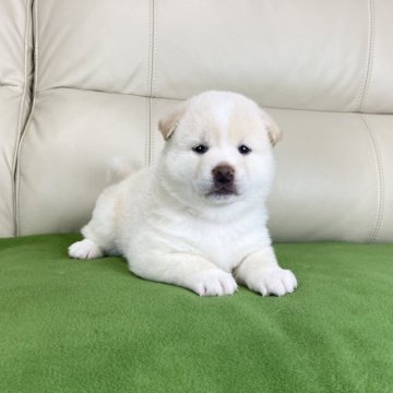 柴犬(標準サイズ)【茨城県・女の子・2023年7月6日・白】の写真「ママJKCチャンピオン✨両親遺伝子検査クリア❗️」