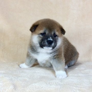 柴犬(標準サイズ)【茨城県・女の子・2020年10月12日・赤】の写真「両親共に遺伝子検査クリア‼️良血統です✨✨」