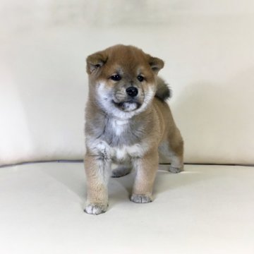 柴犬(標準サイズ)【茨城県・男の子・2021年11月13日・赤】の写真「母JKCチャンピオン✨両親共に遺伝子検査クリア❗️」