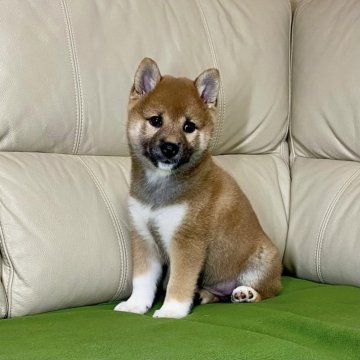 柴犬(標準サイズ)【茨城県・女の子・2024年8月2日・赤】の写真「ママJKCチャンピオン✨両親遺伝子検査クリア！！」