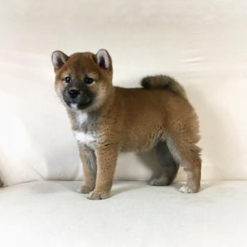 柴犬(標準サイズ)【茨城県・女の子・2022年6月8日・赤】の写真「両親JKC チャンピオン✨遺伝子検査クリアです❣️」