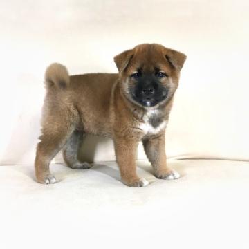 柴犬(標準サイズ)【茨城県・男の子・2022年6月8日・赤】の写真「両親JKC チャンピオン✨遺伝子検査クリアです❣️」