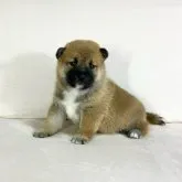 柴犬(標準サイズ)【茨城県・男の子・2023年10月3日・赤】の写真2「まんまるお顔で😊」