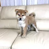 柴犬(標準サイズ)【茨城県・女の子・2022年12月15日・赤】の写真2「お耳が、立ち始めました☺️」