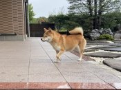 柴犬【・女の子・2021年7月10日・赤】