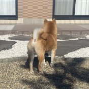 柴犬【・男の子・2023年1月23日・赤】