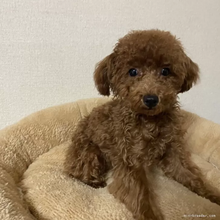 ID:2407-01446の子犬