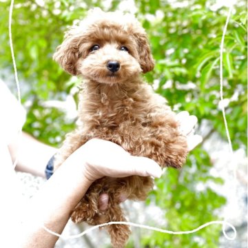 ティーカッププードル【兵庫県・男の子・2025年1月22日・レッド】の写真「小さくて女の子の様なお顔の男の子です。」