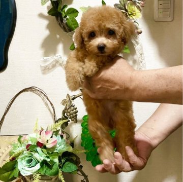 トイプードル(ティーカップ)【兵庫県・女の子・2025年5月23日・アプリコット】の写真「小さくて可愛いティーカップサイズ予想の女の子」
