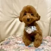 ティーカッププードル