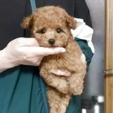 ティーカッププードル