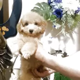 ティーカッププードル