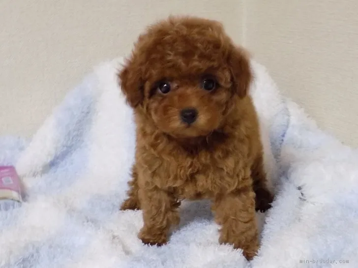 ID:1906-00639の子犬