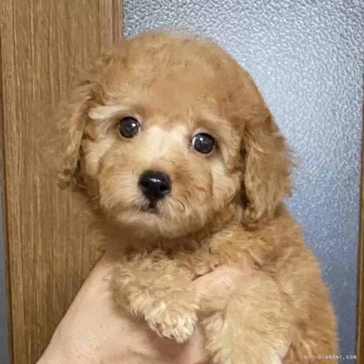 ID:2407-07388の子犬