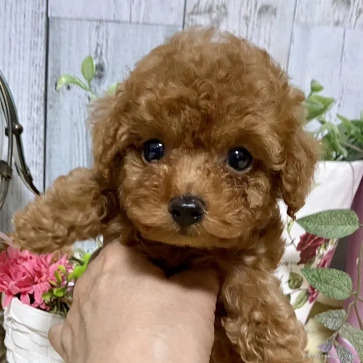 ID:2307-01830の子犬