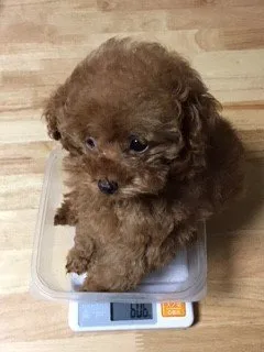 ID:1612-02066の子犬