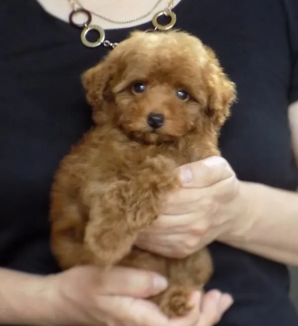 ID：1609-01835の子犬